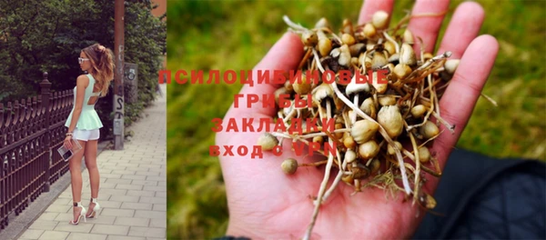 стаф Аркадак